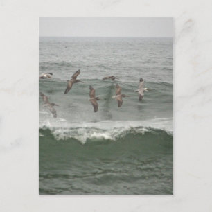 Bruine Pelikanen en Surf van oregon Briefkaart