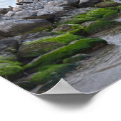 "Bruine Pelikanen op Pelican Point, Dauphin Point Poster (Hoek)