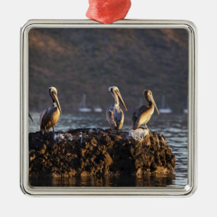 Bruine pelikanen op rots in Puerto Escondido nabij Metalen Ornament