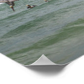 Bruine pelikans voeden in de Golfkleur 16 x 20 Poster (Hoek)