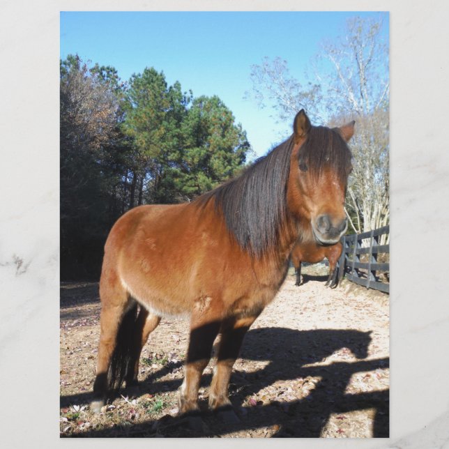 Bruine pony turquoise Lucht (Voorkant)