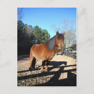 Bruine pony turquoise Lucht Briefkaart