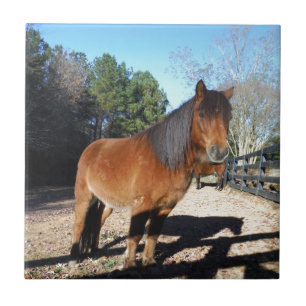 Bruine pony turquoise Lucht Tegeltje