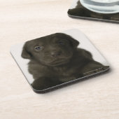 Bruine puppy, portret, close-up bier onderzetter (Linkerzijde)