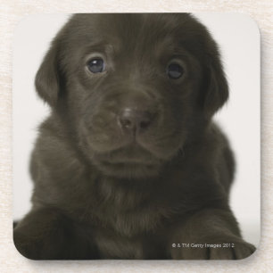 Bruine puppy, portret, close-up bier onderzetter