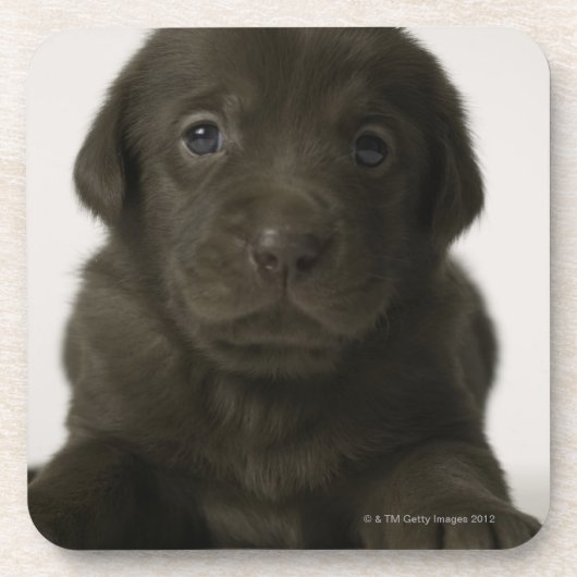 Bruine puppy, portret, close-up bier onderzetter (Voorkant)