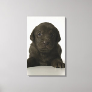 Bruine puppy, portret, close-up canvas afdruk