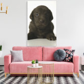 Bruine puppy, portret, close-up canvas afdruk (Insitu (Woonkamer))