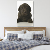 Bruine puppy, portret, close-up canvas afdruk (Insitu (Slaapkamer))