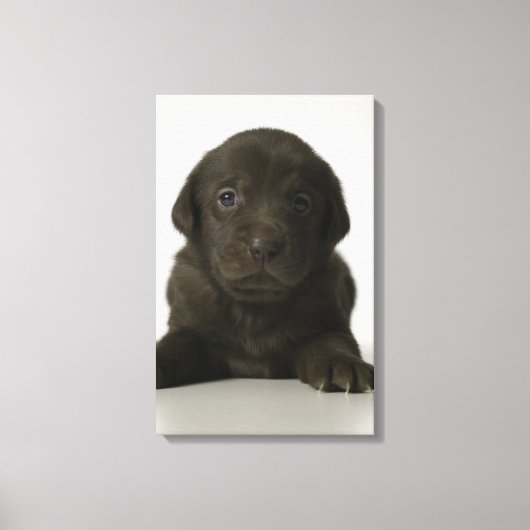Bruine puppy, portret, close-up canvas afdruk (Voorkant)