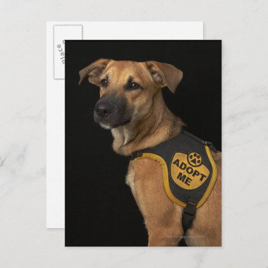 Bruine reddingshond met adoptievasje briefkaart (Voorkant / Achterkant)