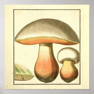  bruine rode paddenstoelen Kunst afdrukken Poster