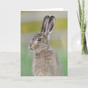 Bruine schotgelkaart met hare hare kaart