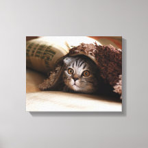 Bruine Schotse kattenpoot in bruine deken