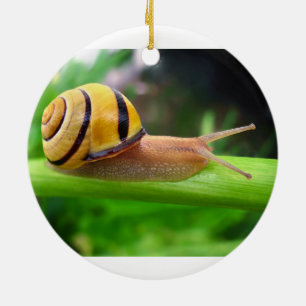 Bruine slak Cepaea Nemoralis Grove Snagel Keramisch Ornament