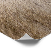 Bruine Sneeuwaap, Japanse Fotografie Poster (Hoek)