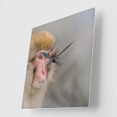 Bruine Sneeuwaap, Japanse Fotografie Vierkante Klok (Hoek)