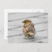 Bruine Sparrow Briefkaart (Voorkant / Achterkant)