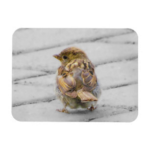 Bruine Sparrow Magneet