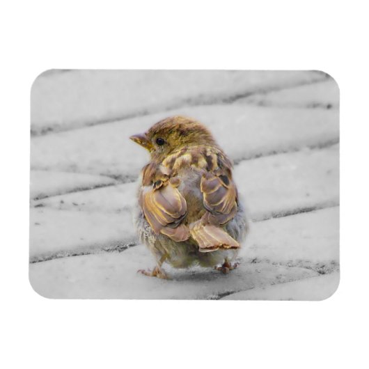 Bruine Sparrow Magneet (Horizontaal)