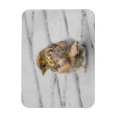 Bruine Sparrow Magneet (Verticaal)