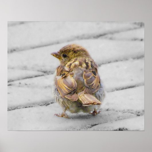 Bruine Sparrow Poster (Voorkant)
