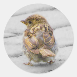 Bruine Sparrow Ronde Sticker