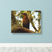 Bruine Spotlijster Canvas Afdruk (Insitu (Houten vloer))