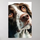 Bruine springer spaniel poster (Voorkant)