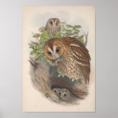  bruine struikvogel poster (Voorkant)