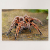 Bruine tarantula spin het land legpuzzel (Horizontaal)
