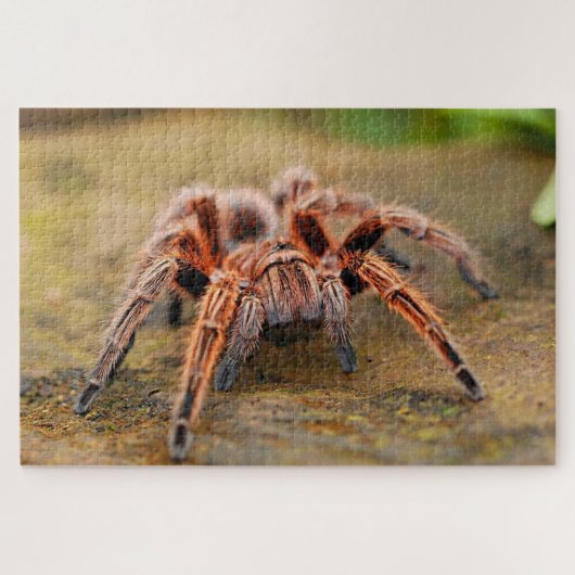 Bruine tarantula spin het land legpuzzel (Horizontaal)