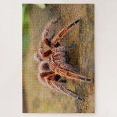 Bruine tarantula spin het land legpuzzel (Verticaal)