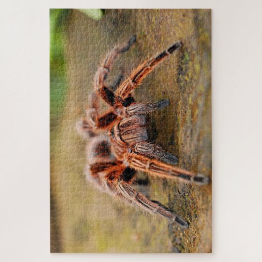 Bruine tarantula spin het land legpuzzel (Verticaal)