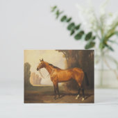  bruine thoroughbred Horse Briefkaart (Staand voorkant)