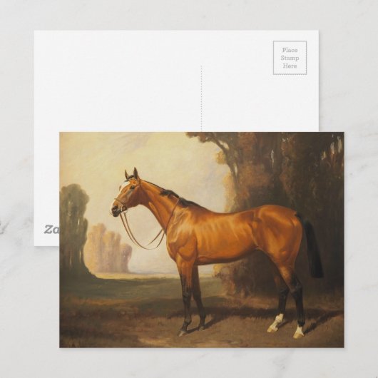 bruine thoroughbred Horse Briefkaart (Voorkant / Achterkant)