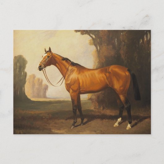  bruine thoroughbred Horse Briefkaart (Voorkant)
