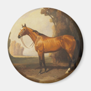 bruine thoroughbred Horse Magneet