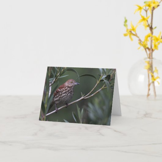 Bruine Thrasher - Joe Sweeney - kaart (Gele Bloem)