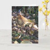 Bruine Thrasher, Zonneschijn Kaart (Gele Bloem)