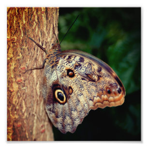 Bruine Uil Vlinder Close Up 8x8 Foto Afdruk