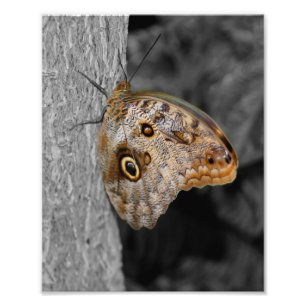 Bruine Uil Vlinder Partiële Kleur 8x10 Foto Afdruk