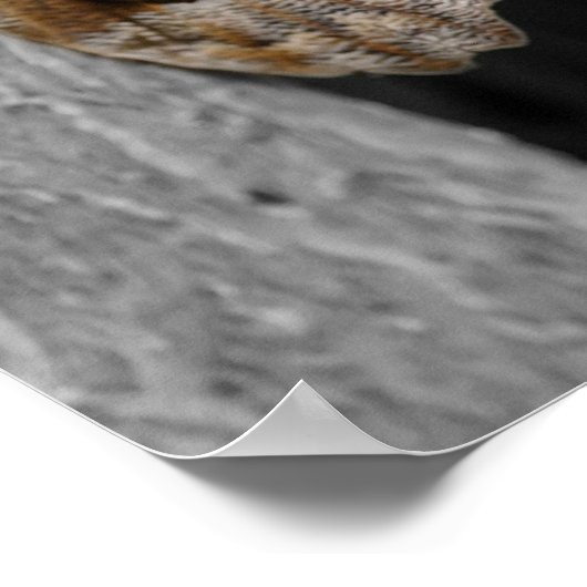 Bruine Uil Vlinder Partiële Kleur Natuur Poster (Hoek)