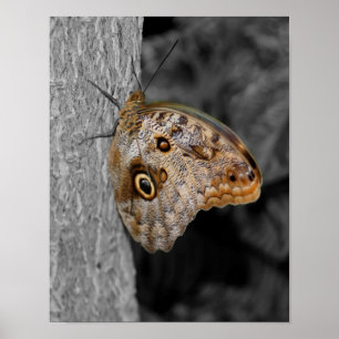 Bruine Uil Vlinder Partiële Kleur Natuur Poster