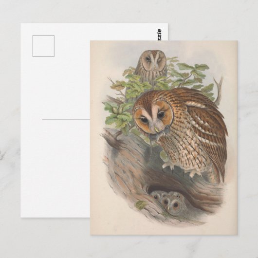  bruine uil Vogel Briefkaart (Voorkant / Achterkant)