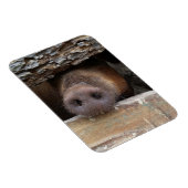 Bruine varken steekt zijn snuit door een hek magneet (Rechterzijde)