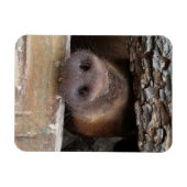 Bruine varken steekt zijn snuit door een hek magneet (Horizontaal)