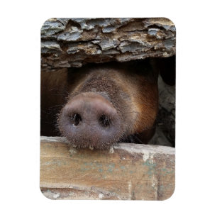 Bruine varken steekt zijn snuit door een hek magneet