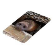 Bruine varken steekt zijn snuit door een hek magneet (Linkerzijde)