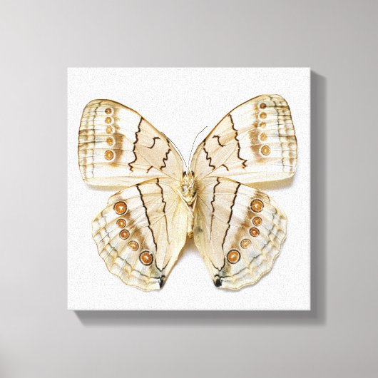 Bruine vlinder, bovengrondse uitzicht canvas afdruk (Voorkant)